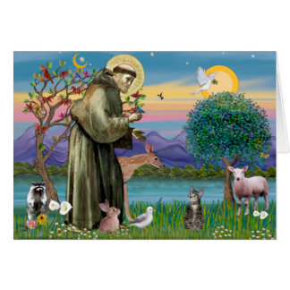 Kat (Tabby 2) - Sint Franciscus