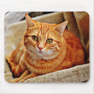 Kat, tabby, natuur muismat