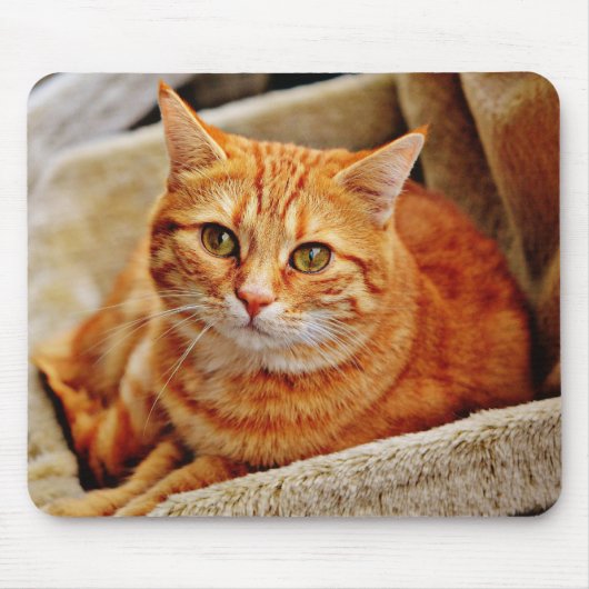 Kat, tabby, natuur muismat (Voorkant)