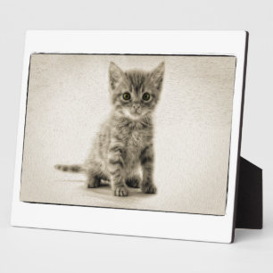 Kat tablet fotoplaat