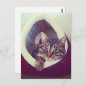 Kat tablet in Hut close-up foto Briefkaart (Voorkant / Achterkant)