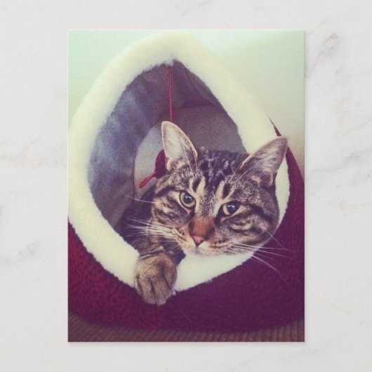 Kat tablet in Hut close-up foto Briefkaart (Voorkant)