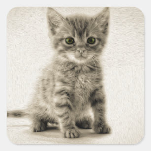 Kat tablet vierkante sticker
