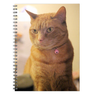 Kat Tassentas Notitieboek