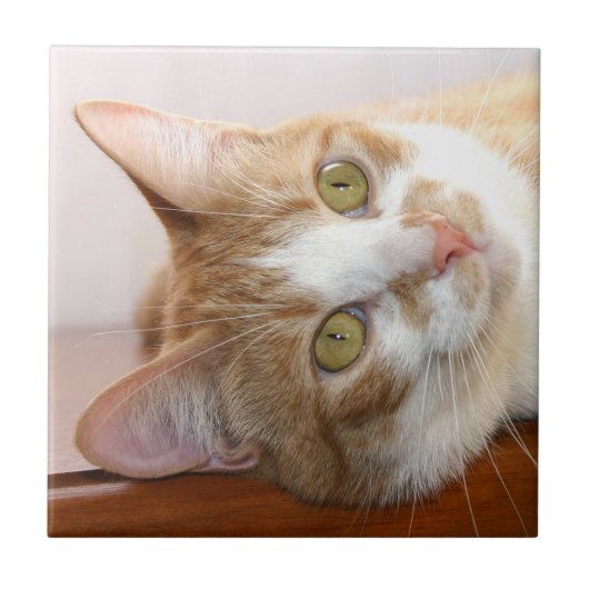 Kat-teeltegel Tegeltje (Voorkant)