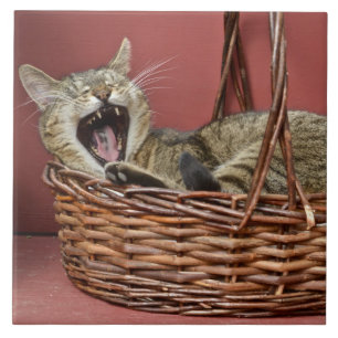Kat-Tegel Tegeltje