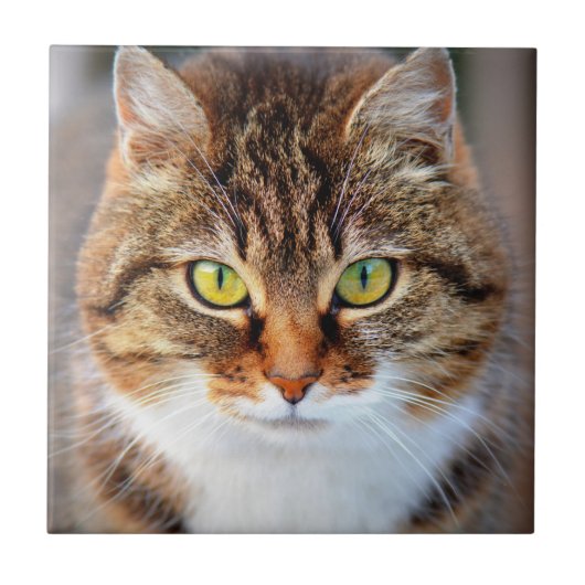 Kat Tegeltje (Voorkant)