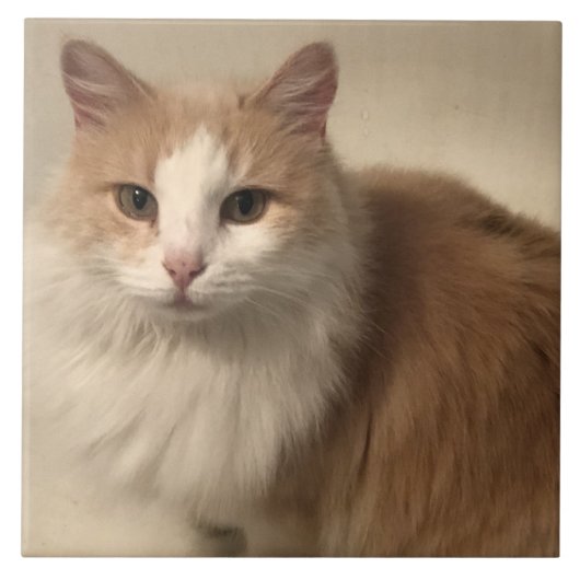 Kat Tegeltje (Voorkant)