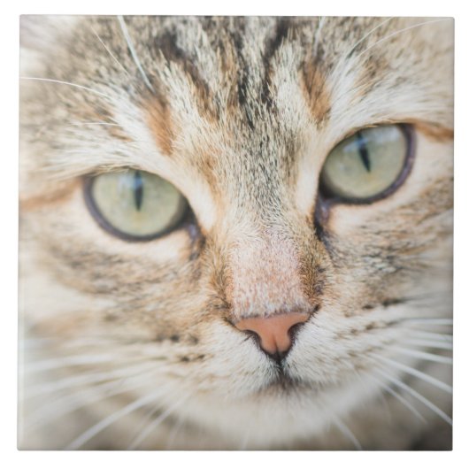 Kat Tegeltje (Voorkant)