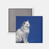 Kat tegen blauwe achtergrond magneet (Voorkant / Achterkant)