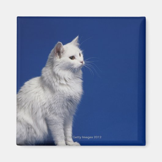 Kat tegen blauwe achtergrond magneet (Voorkant)