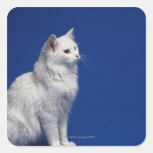 Kat tegen blauwe achtergrond vierkante sticker