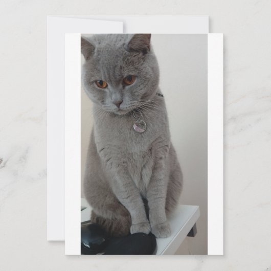 kat test kaart (Voorkant)