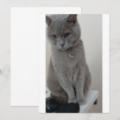 kat test kaart (Voorkant / Achterkant)