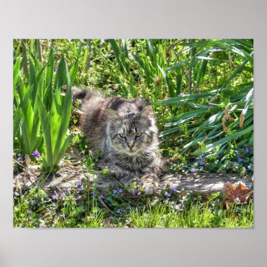 Kat tijdens eclips poster (Voorkant)