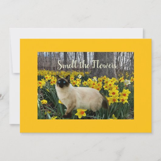 Kat tussen de narcissen feestdagenkaart (Voorkant)