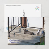 Kat uit Connecticut (Connecti-cat) Briefkaart (Voorkant / Achterkant)