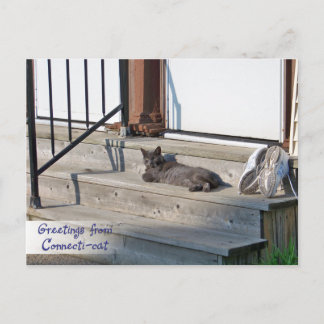 Kat uit Connecticut (Connecti-cat) Briefkaart
