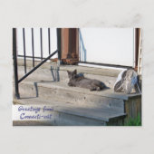 Kat uit Connecticut (Connecti-cat) Briefkaart (Voorkant)