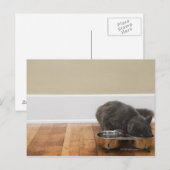 Kat uit de kom briefkaart (Voorkant / Achterkant)