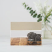 Kat uit de kom briefkaart (Staand voorkant)