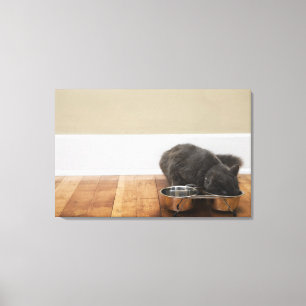 Kat uit de kom canvas afdruk