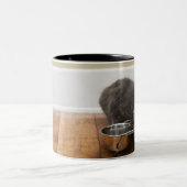 Kat uit de kom tweekleurige koffiemok (Center)