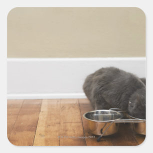 Kat uit de kom vierkante sticker