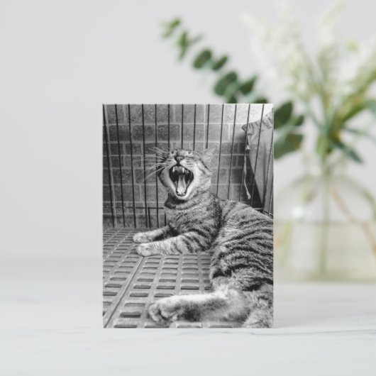 Kat van  kauwkat briefkaart (Staand voorkant)