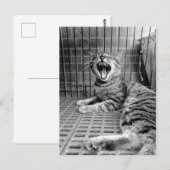 Kat van  kauwkat briefkaart (Voorkant / Achterkant)