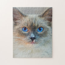 Kat van Siamese met blauwe ogen