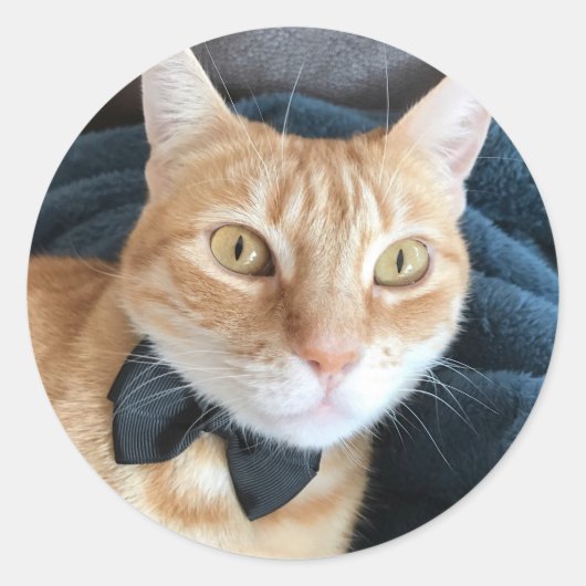 Kat van stropdas ronde sticker (Voorkant)