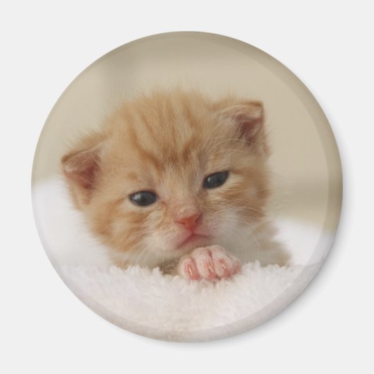 Kat van zoete puppy magneet (Voorkant)