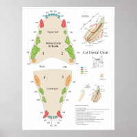 Kat Veterinaire Tandarts Chart
