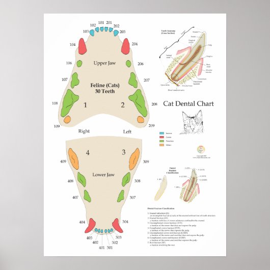 Kat Veterinaire Tandarts Chart Poster (Voorkant)