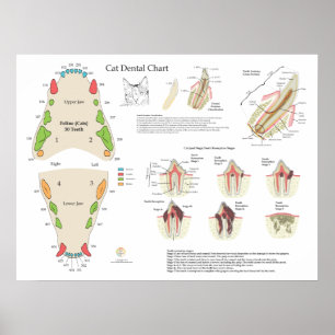 Kat Veterinaire Tandheelkundige Tandarts Chart Poster