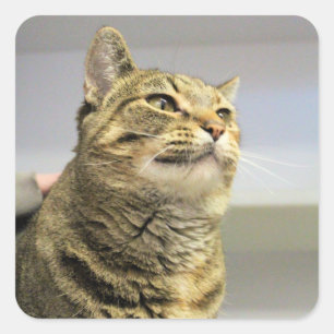 Kat Vierkante Sticker