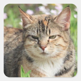 Kat Vierkante Sticker