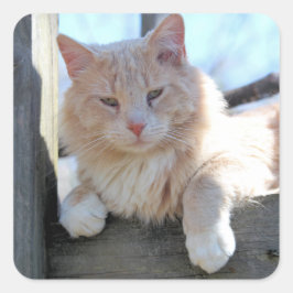 Kat Vierkante Sticker