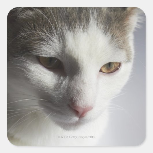 Kat Vierkante Sticker (Voorkant)