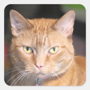 Kat Vierkante Sticker