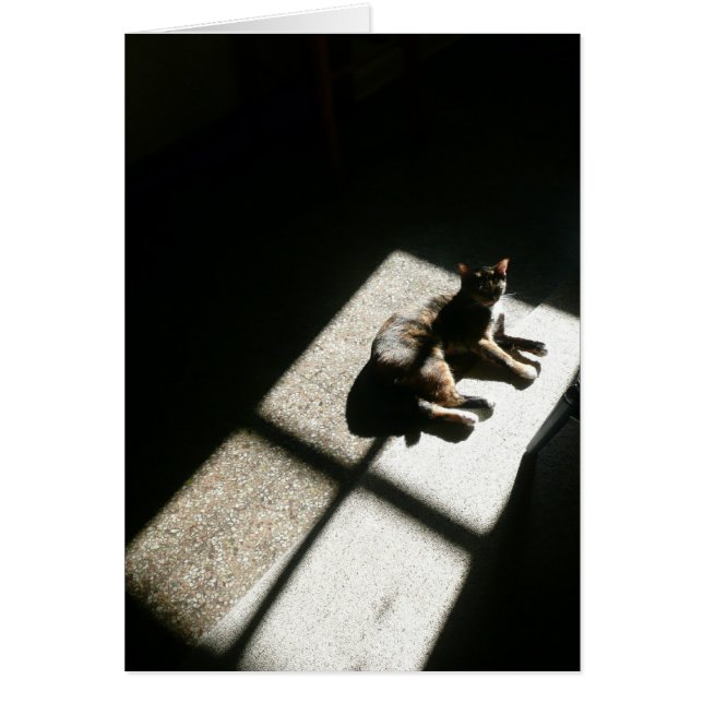 kat vond de zonneschijn, de calicakat in schaduwen (Voorkant)