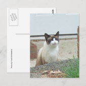 Kat voor glimlachen briefkaart (Voorkant / Achterkant)