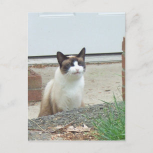 Kat voor glimlachen briefkaart