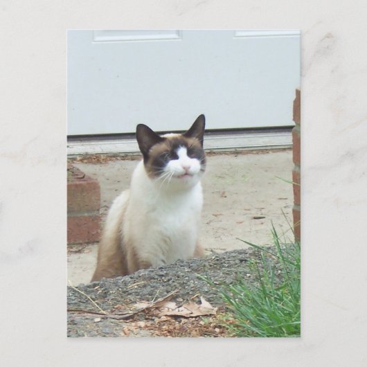Kat voor glimlachen briefkaart (Voorkant)