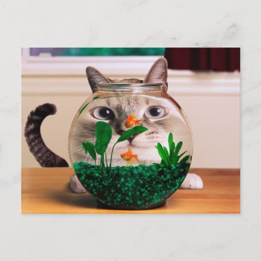 Kat voor vissen in aquarium briefkaart (Voorkant)