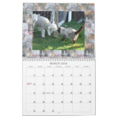 KAT-VRIENDEN VAN INTERNET KALENDER (Mar 2026)