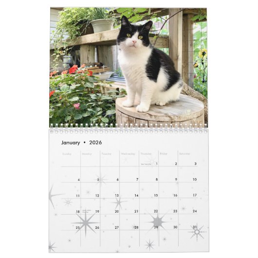 Kat Wall Calendar 2021, leven van sly Pie Kalender (Jan 2026)