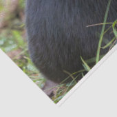 Kat-weefselpapier Tissuepapier (Detail)