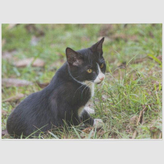 Kat-weefselpapier Tissuepapier (Voorkant)